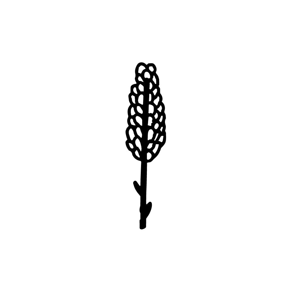 Lupine