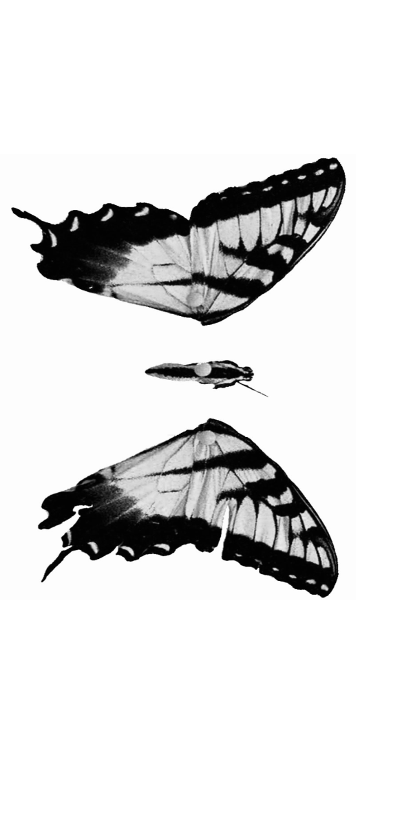 Semi-Permanent - Black Line Only